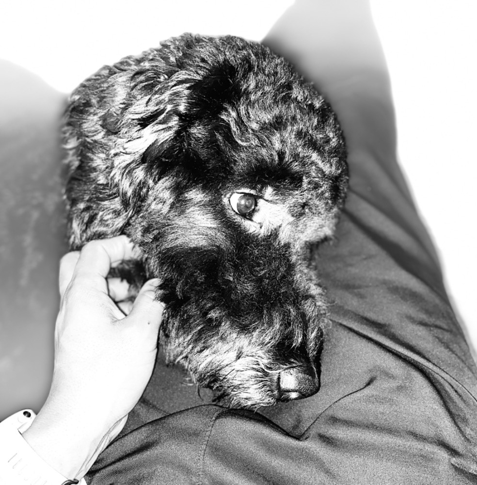 Labradoodle