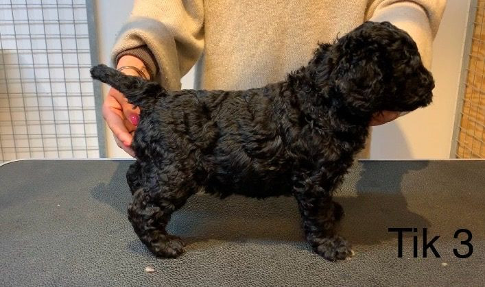 Spanish Water Dog (Perro de Agua Espanol)