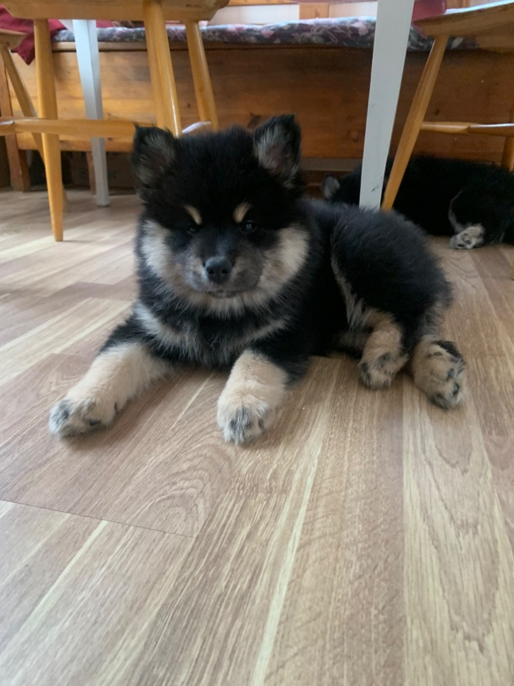 Vita Viddens kennel