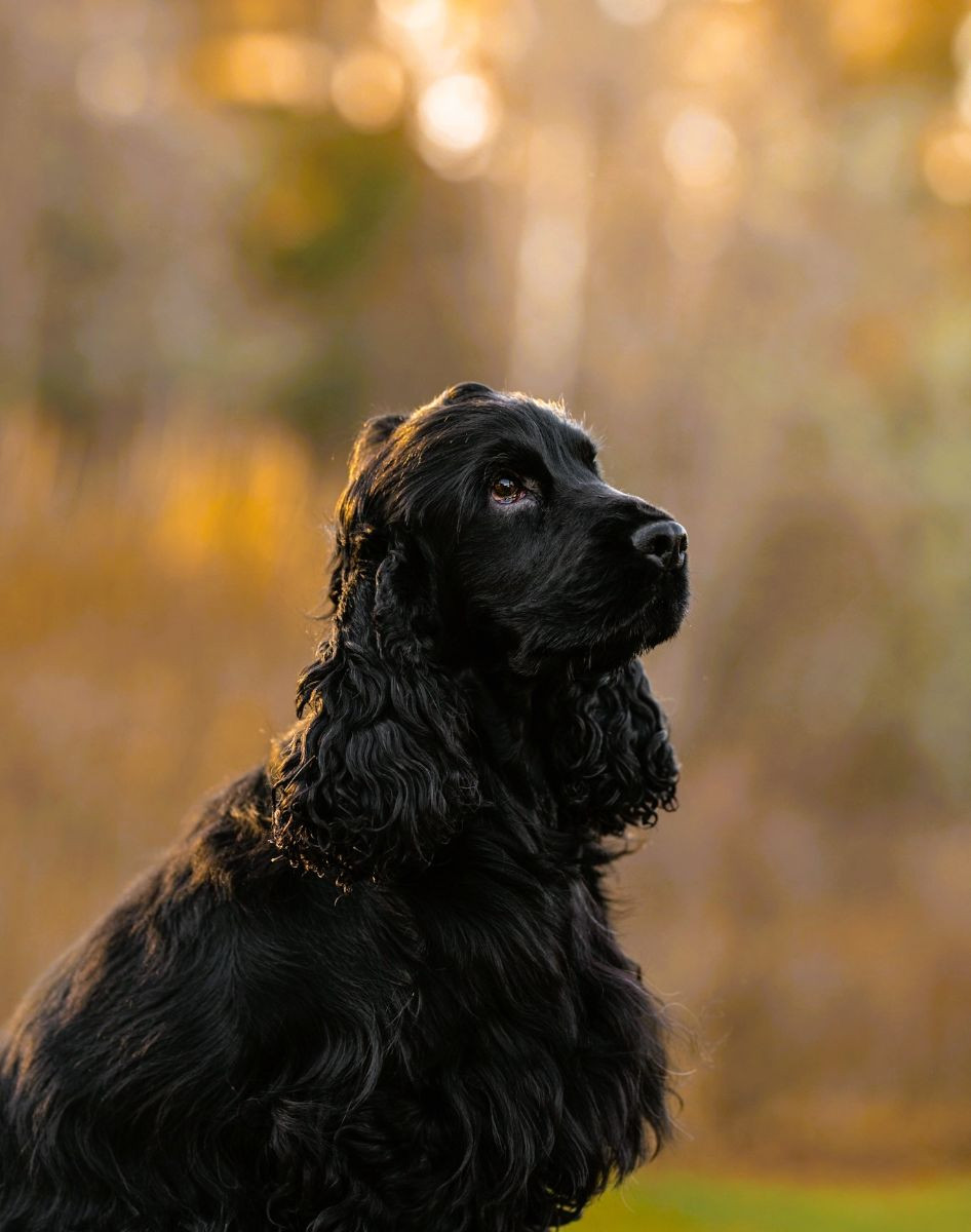 Passion Spaniels