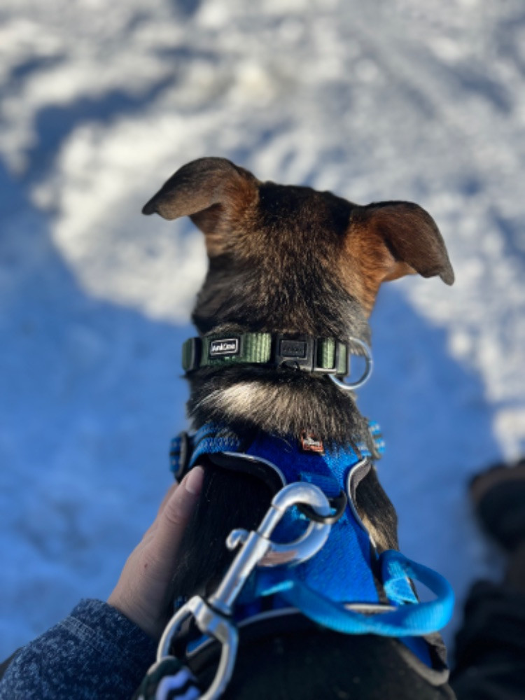 Dansk Svensk Gårdshund - Alaskan Husky