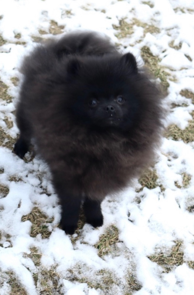 Pomeranian