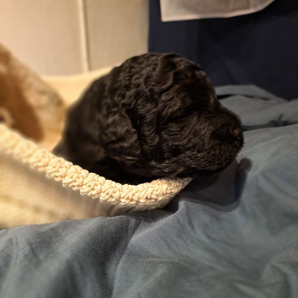 Australian Labradoodle