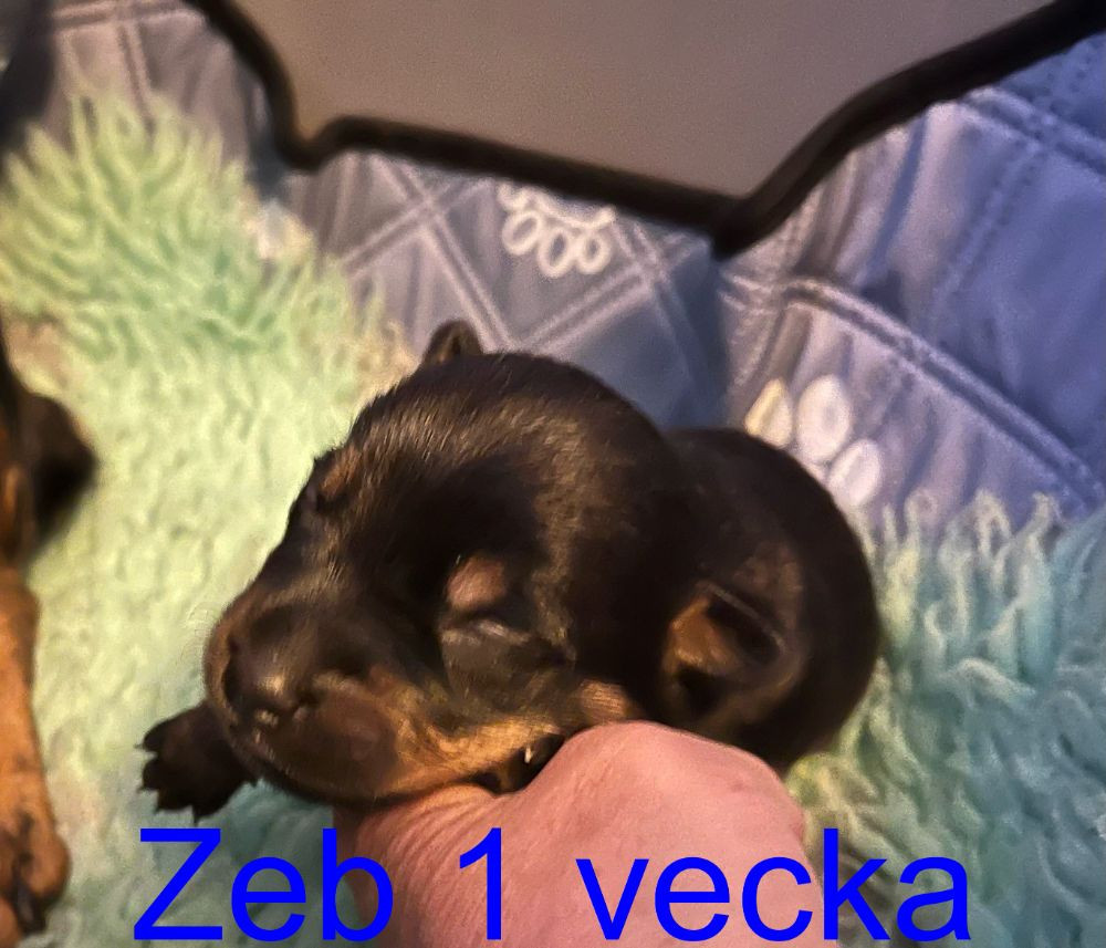 Lancashire Heeler