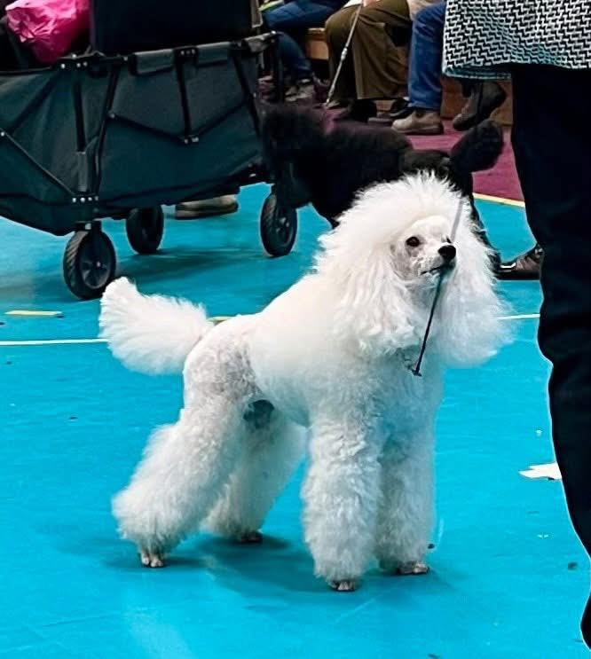 Miniature Poodle · 2025-10-19 · Tyresö · Anuradha's