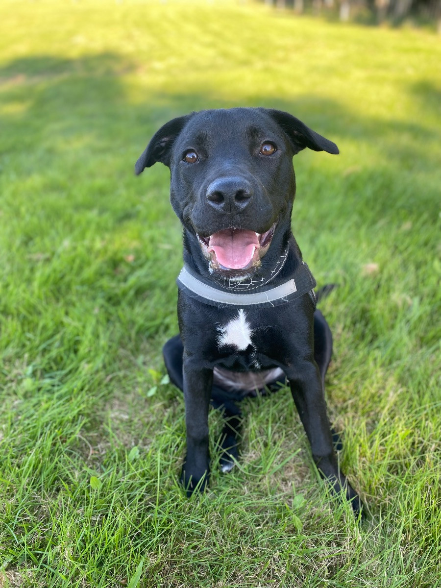 Amstaff/rottweiler/bully · 2025-02-04 · Hjärnarp · Evelina H.