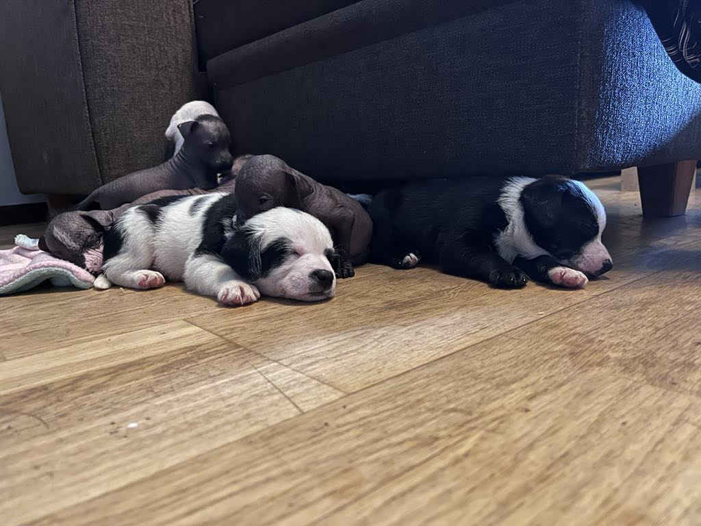 Barking Huxa's