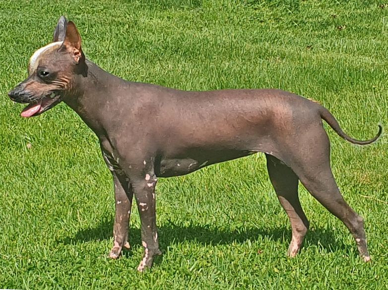 Xoloitzcuintle