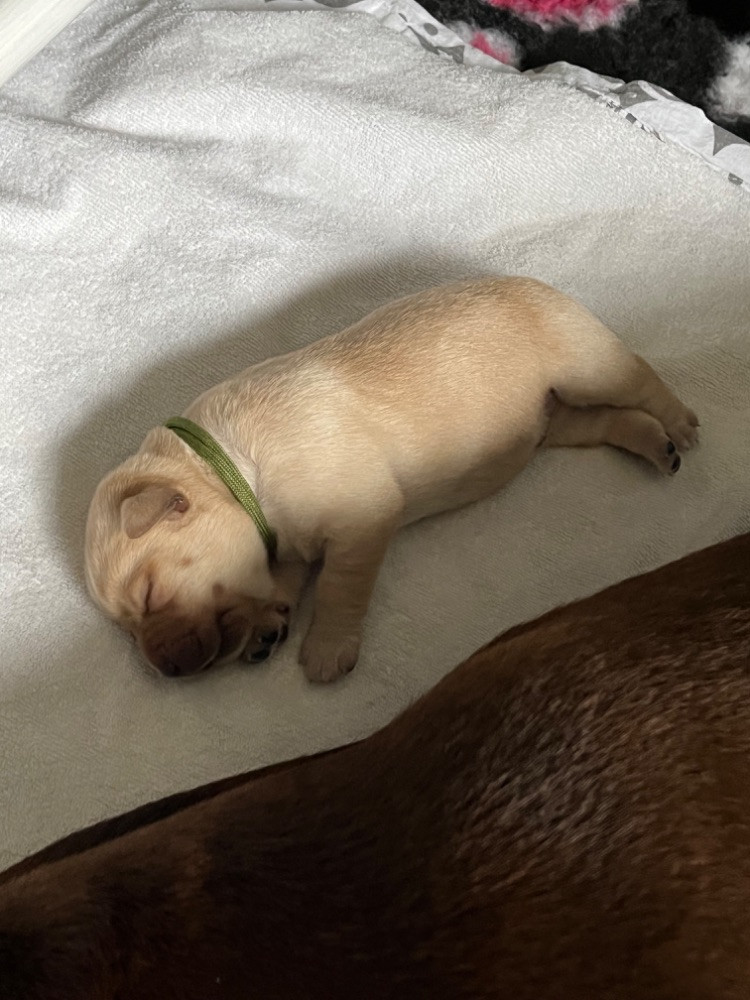 Labrador Retriever