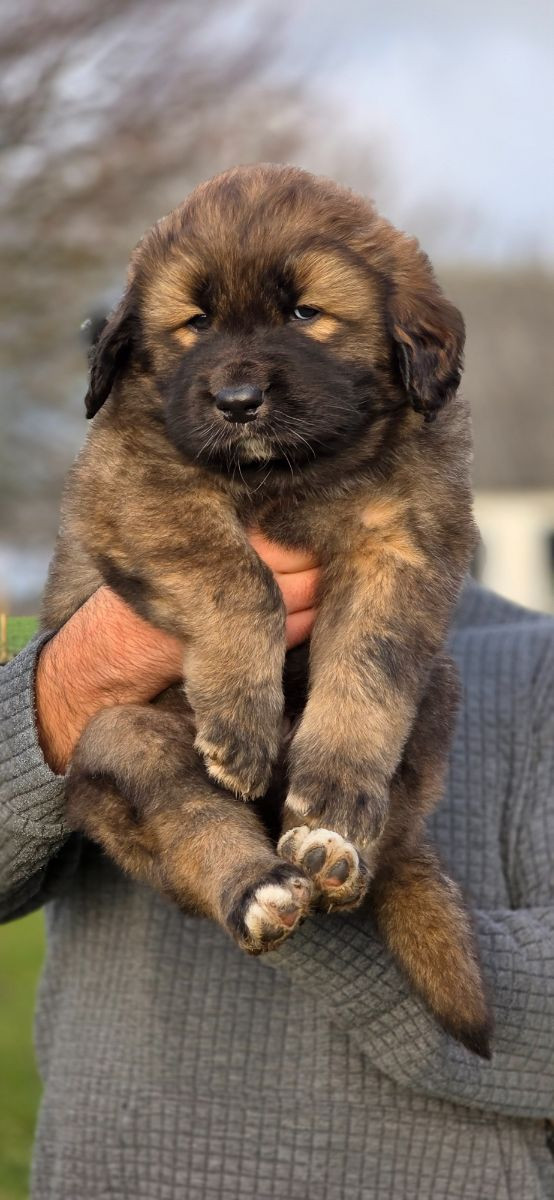 Kaukasisk ovcharka/tibetansk mastiff · 2025-10-21 · Klagstorp · Vincent S.