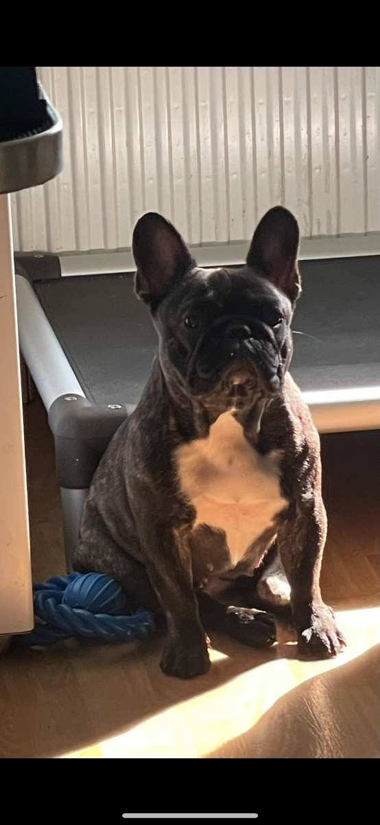 Los Dinegro's kennel