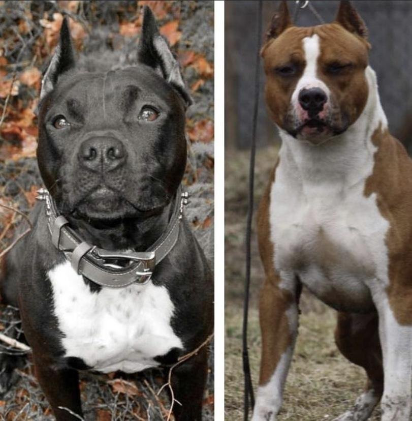 American staffordshire terrier