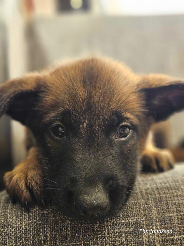 Belgisk hyrdehund – malinois