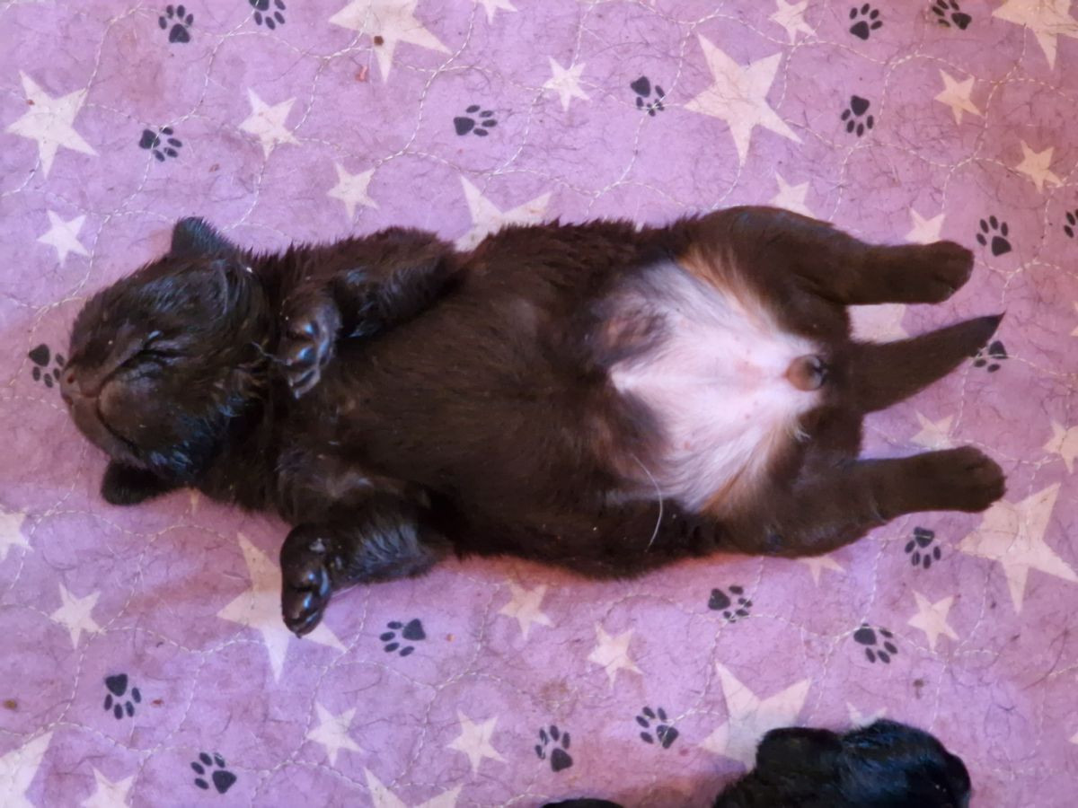 Labrador Retriever · 2025-11-24 · Storvreta · Hungry -Heart´s