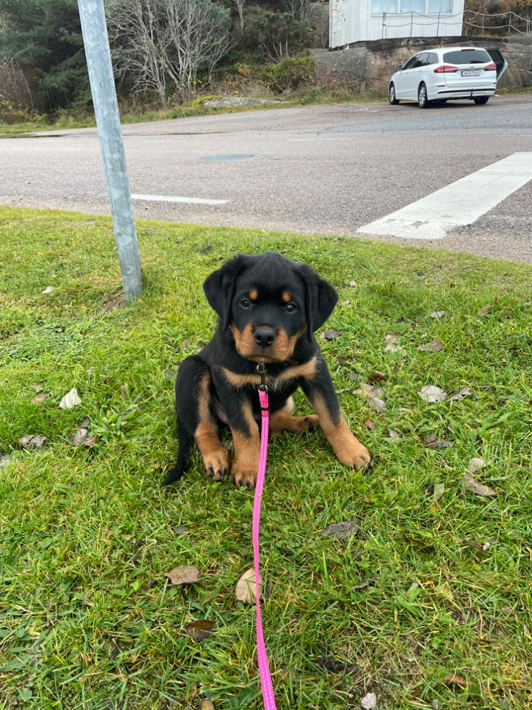 Rottweiler