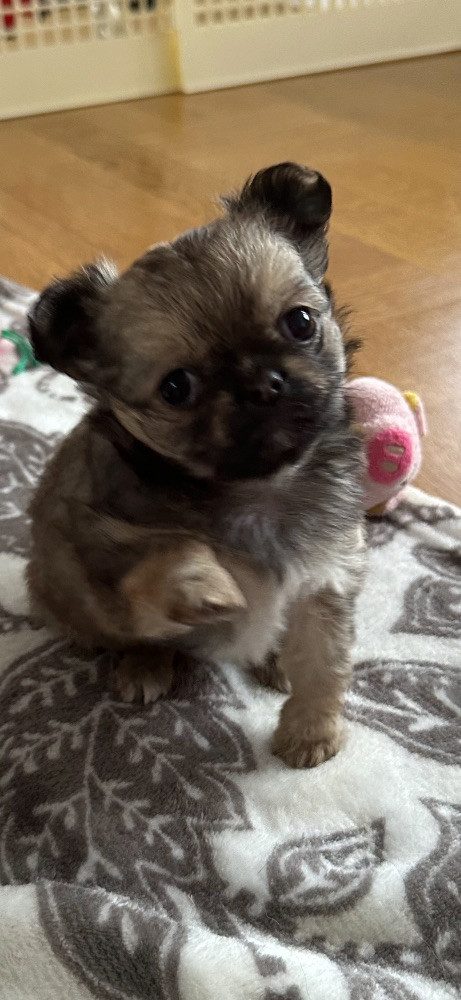 Mini chipette