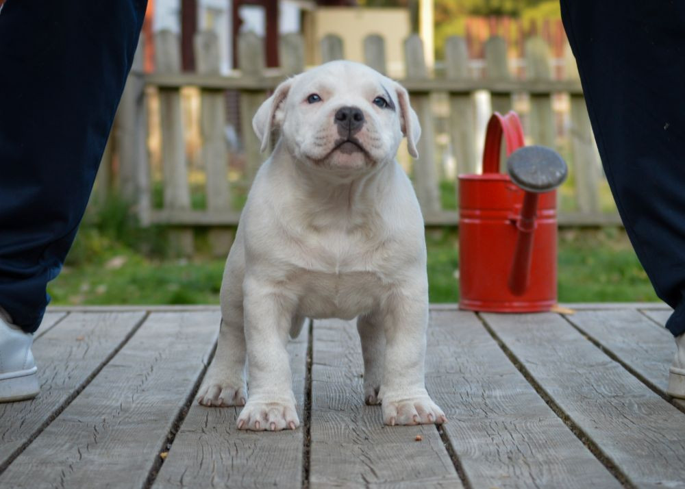 Redhouse Bully