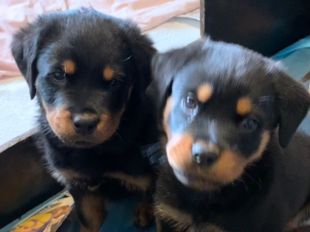 Kennel Tapto's