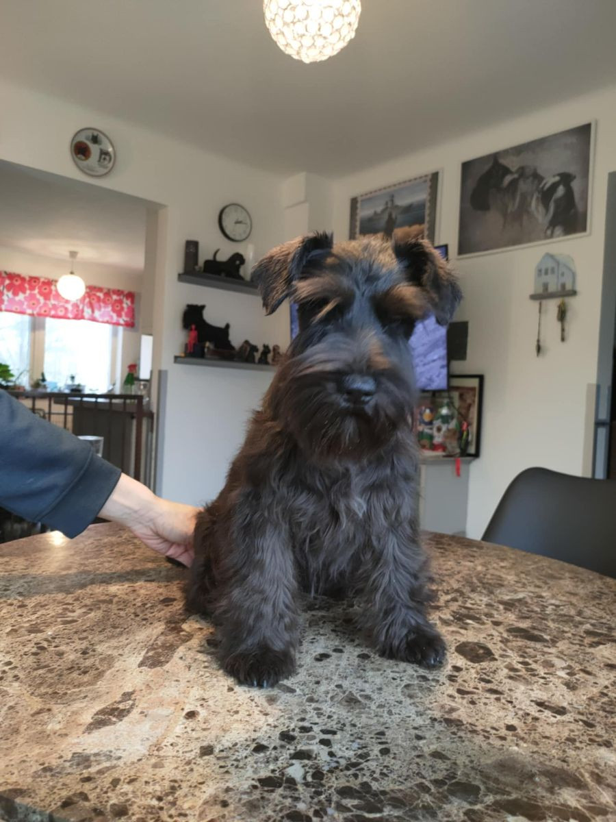 Miniature Schnauzer