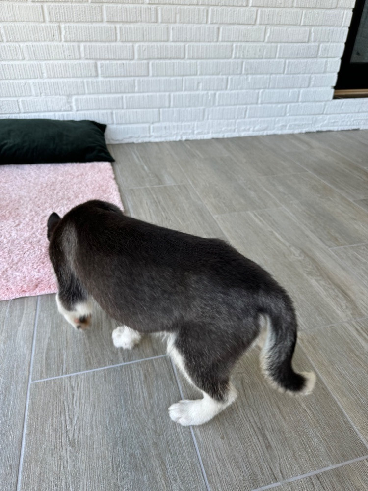 Rocky