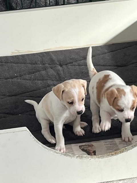 Dogs for youtoo