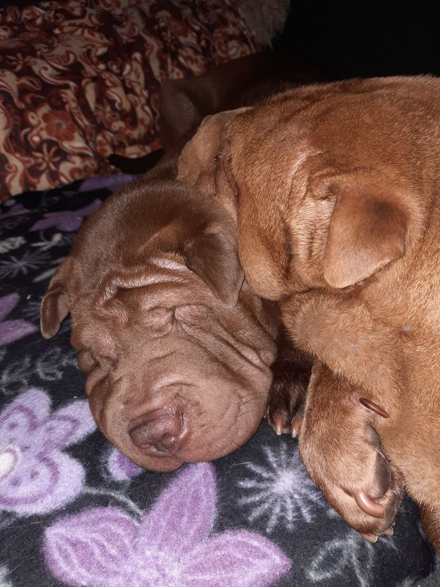 Shar Pei · 2025-07-03 · Vimmerby · Annika N.
