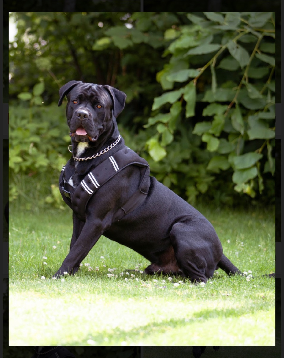 Dvärgpinscher