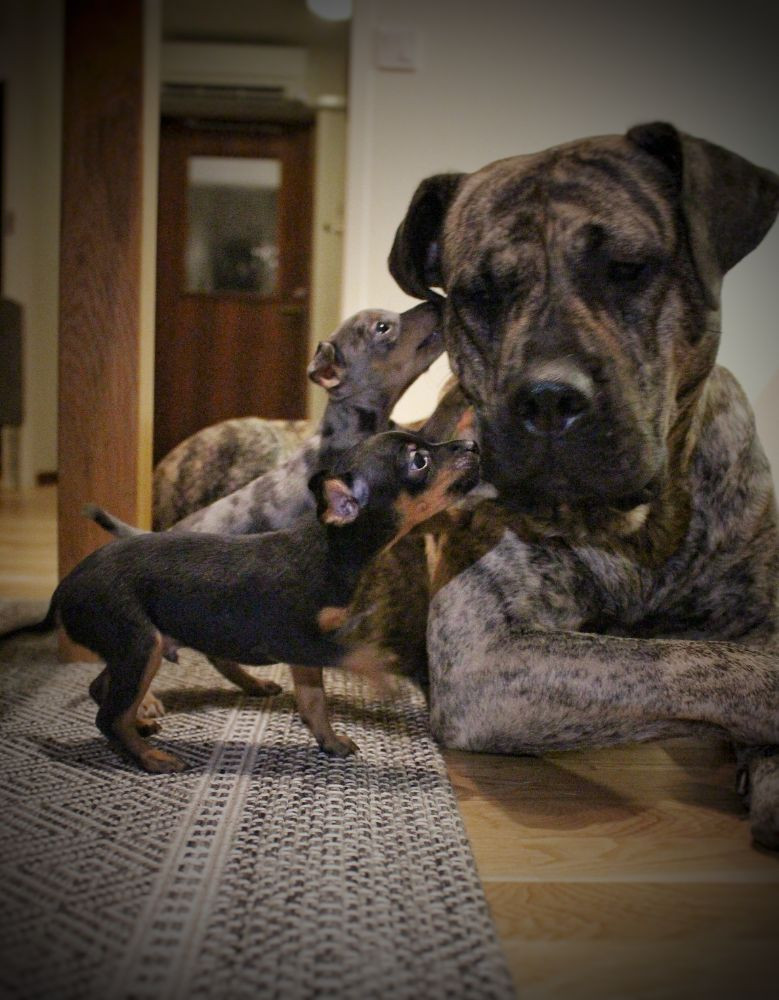 Pieces of love