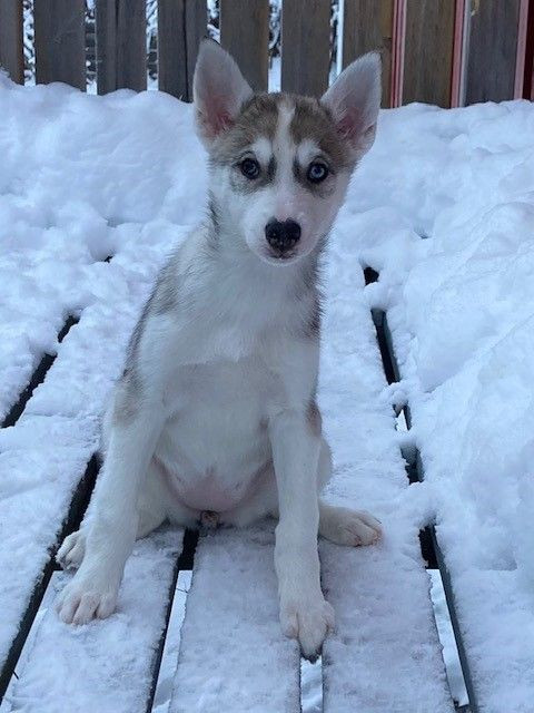 Siberian Husky