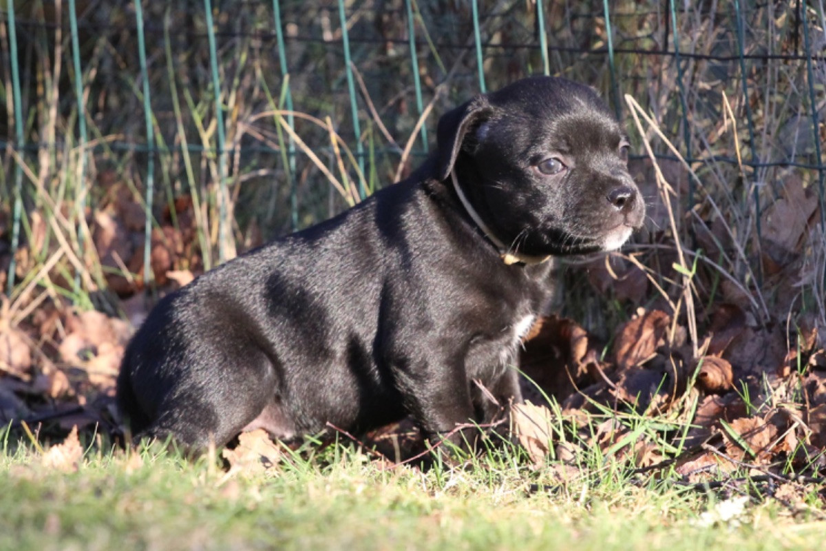 Staffordshire Bull Terrier