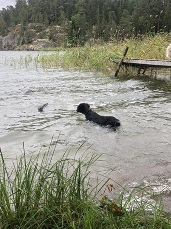 Flat Coated Retriever