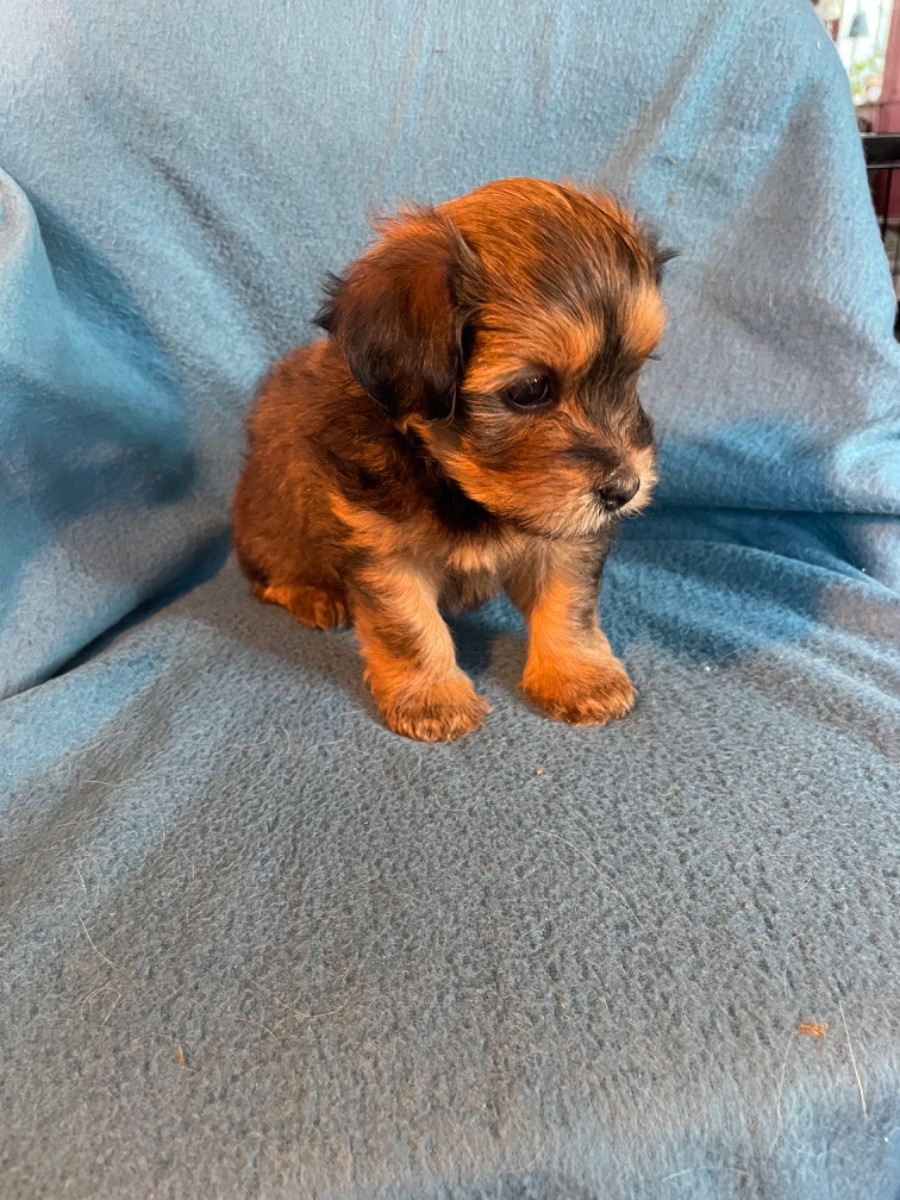 Havanese