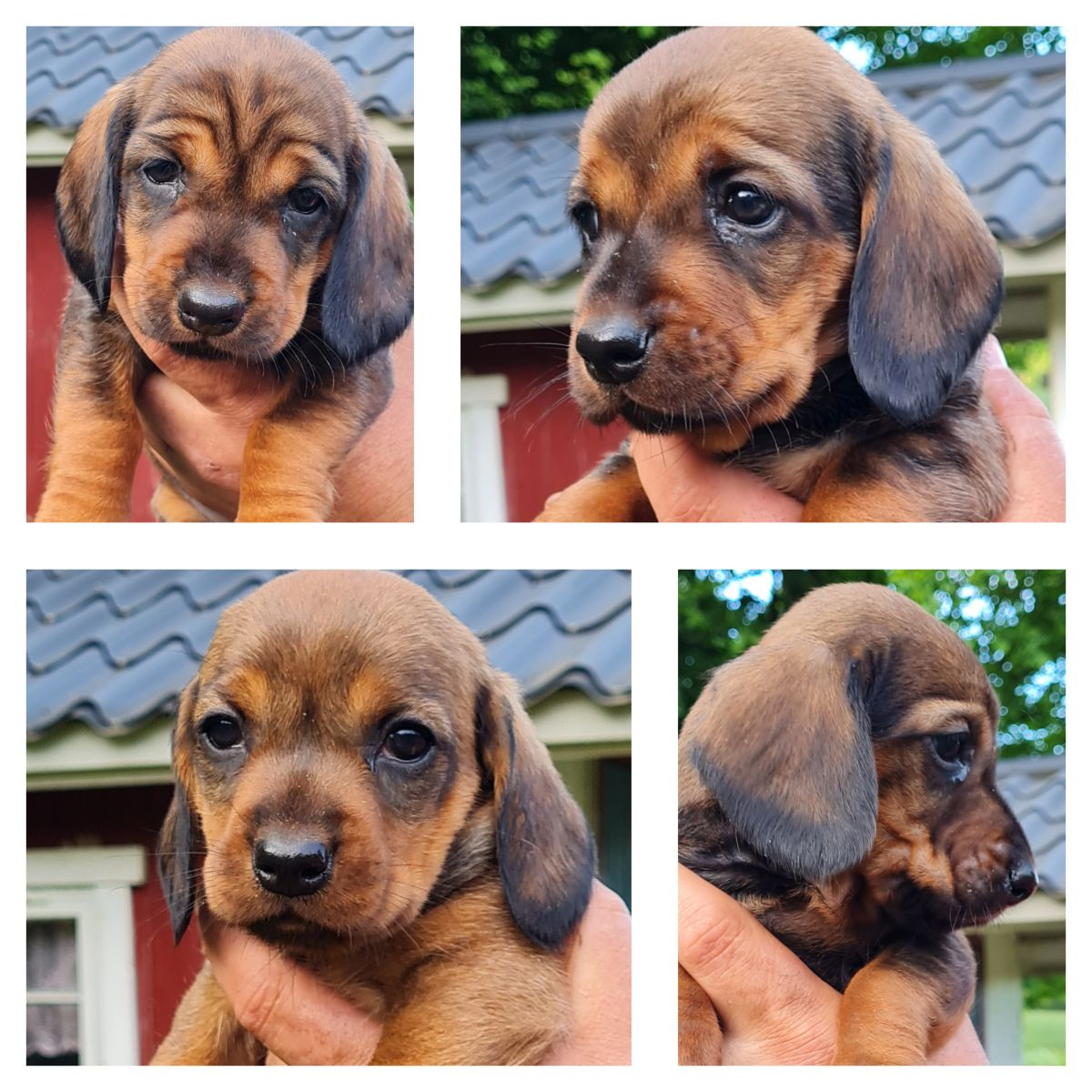 Alpenländische dachsbracke