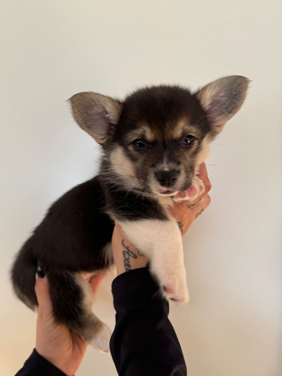Balsbys corgi