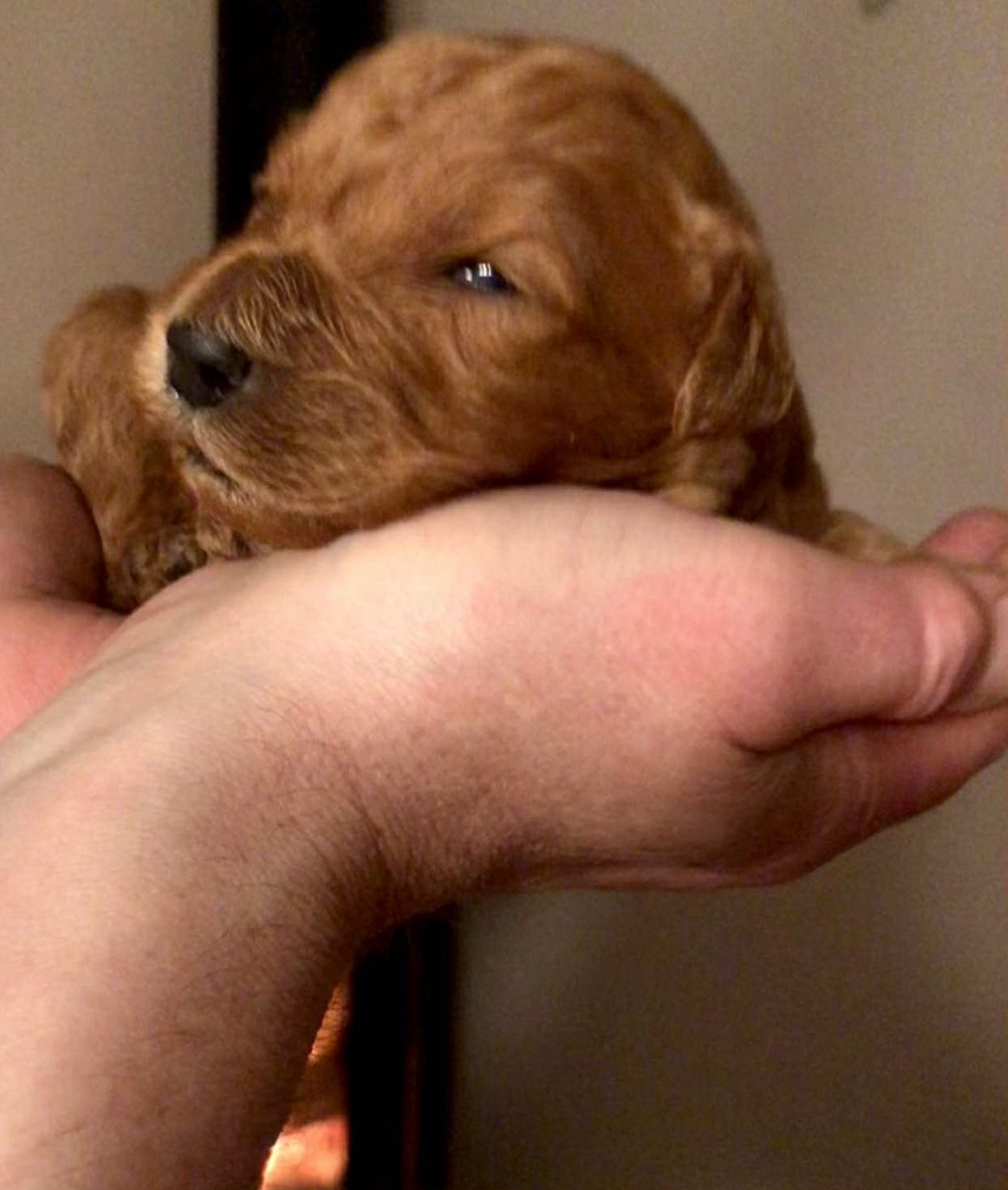 Fluffssons