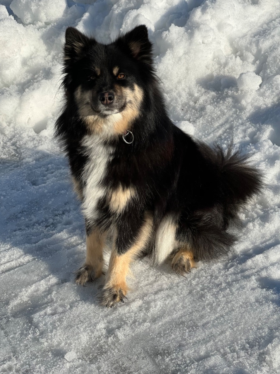 Vita Viddens kennel