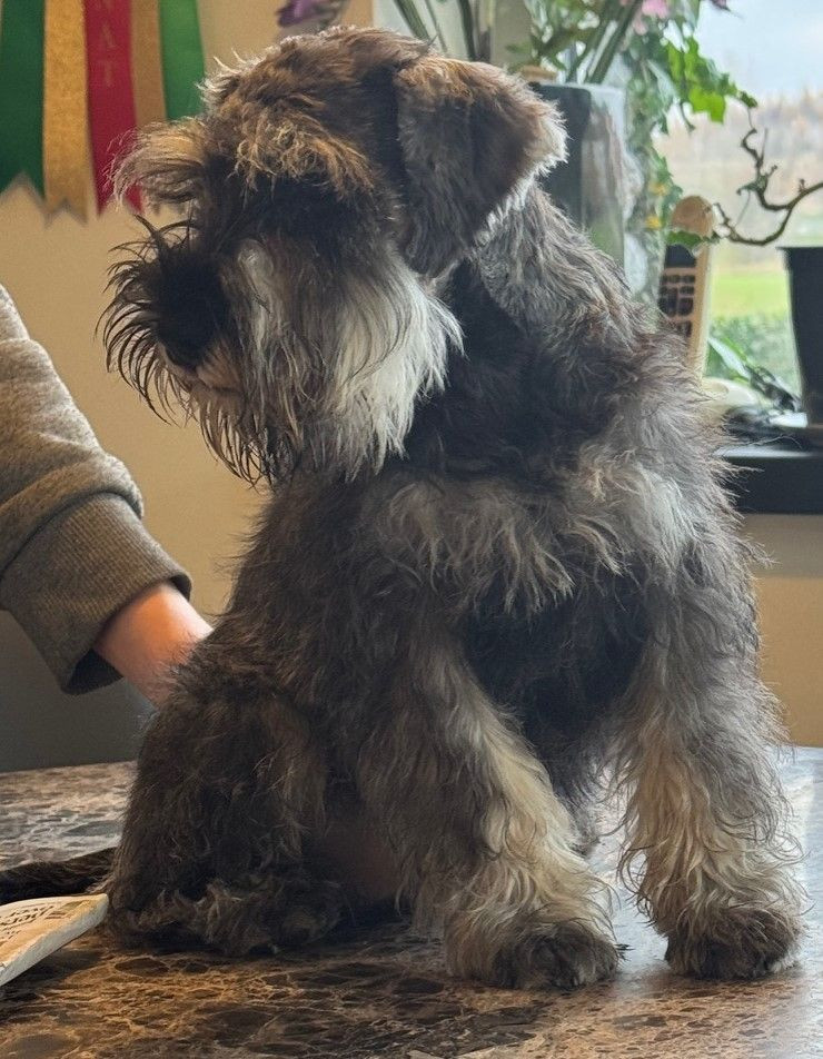 Miniature Schnauzer