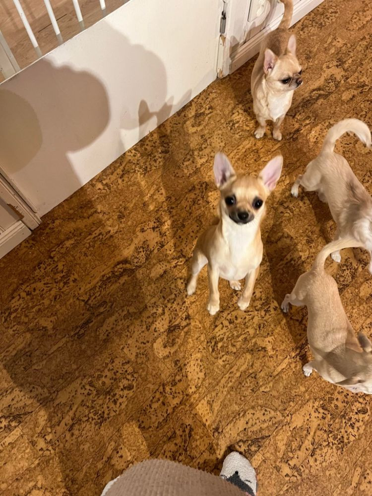 Chihuahua