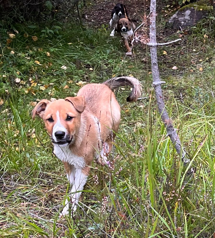 Dansk Svensk Gårdshund - Alaskan Husky