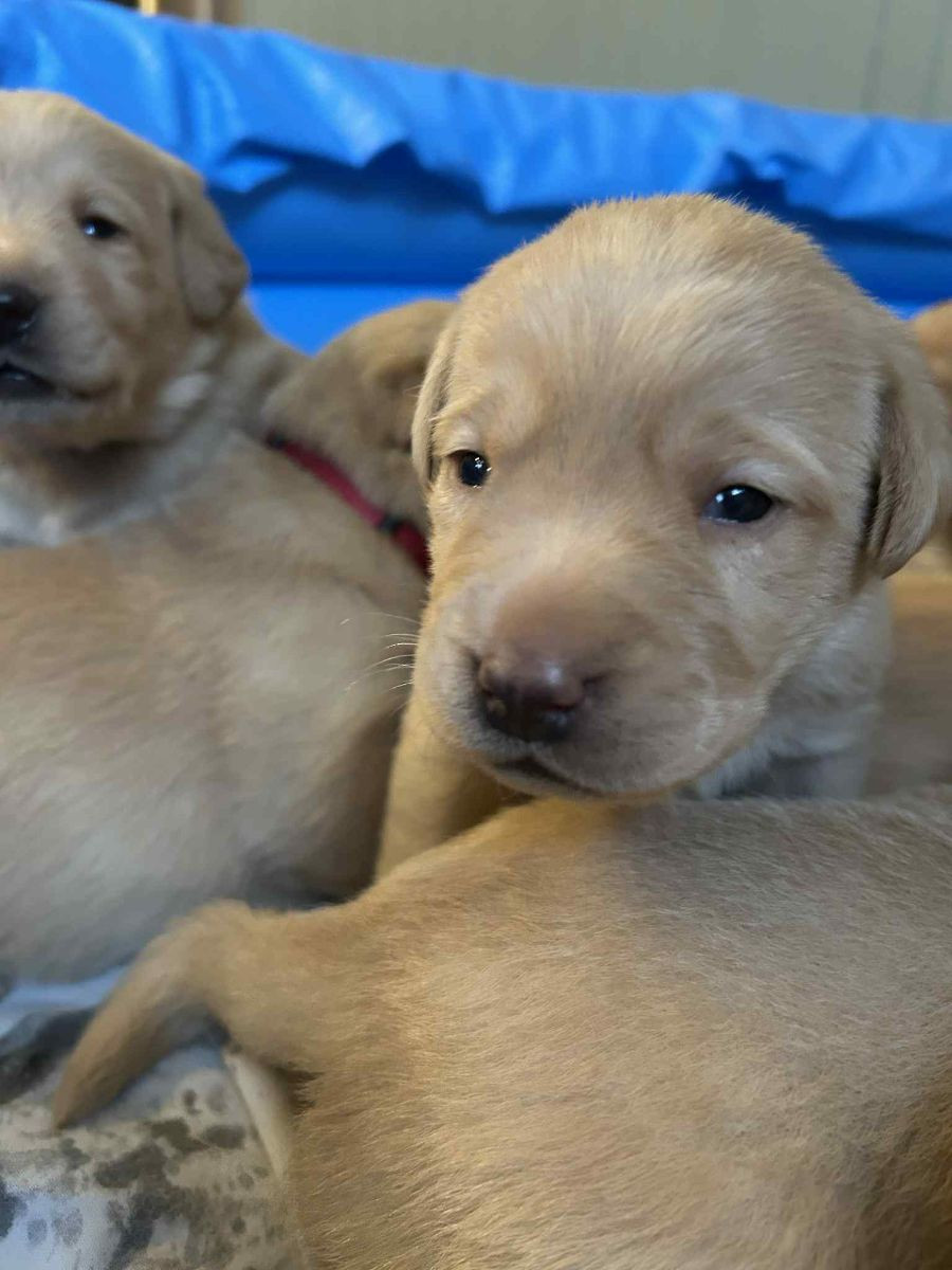 Labrador retriever · 2025-11-29 · ätran · Vagndalas