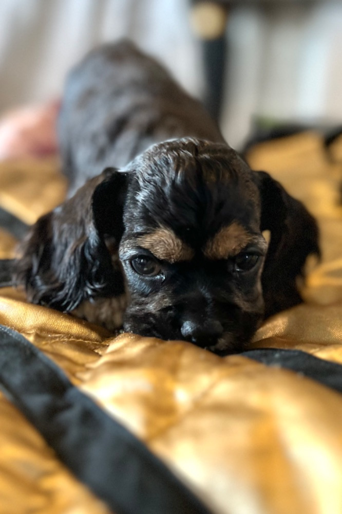 American Cocker Spaniel