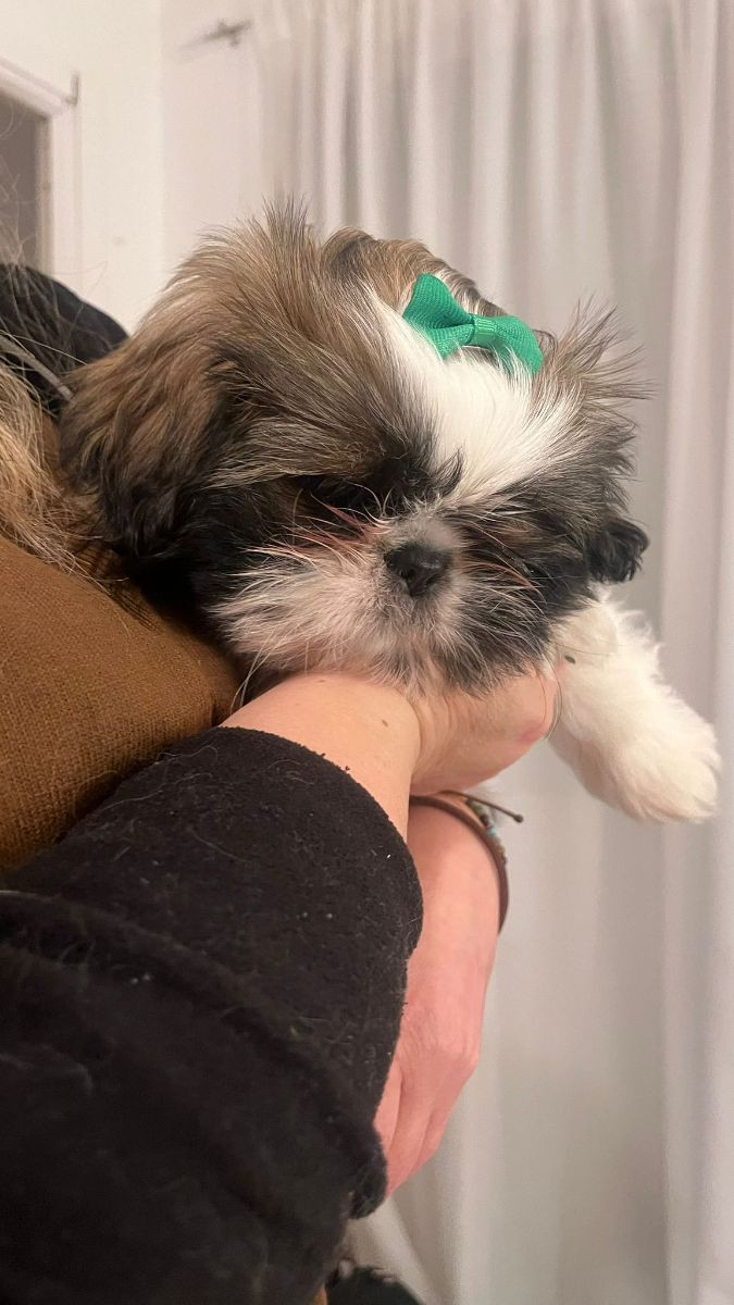 Shih Tzu
