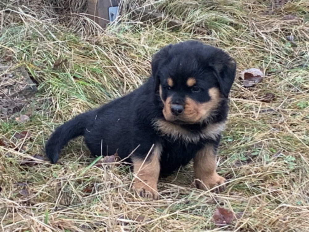 Kennel Tapto's