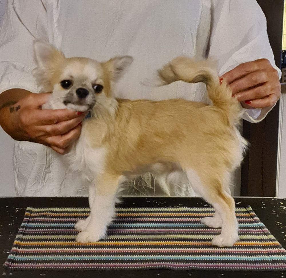 Chihuahua