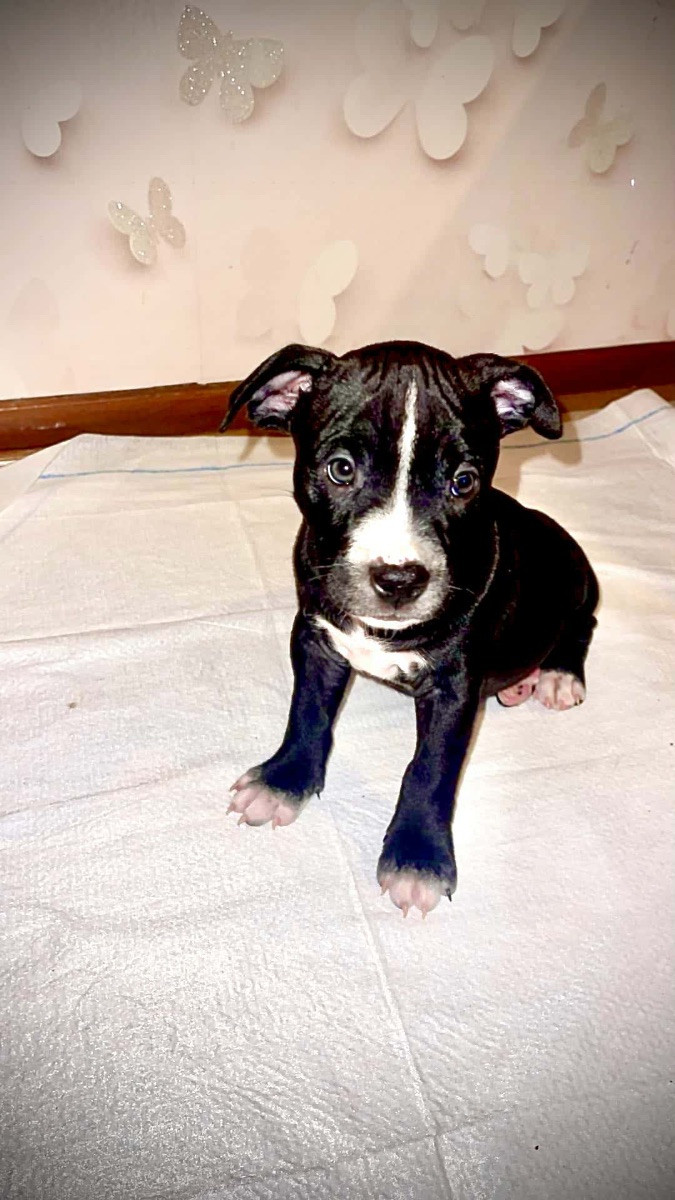 Pitbull · 2025-10-06 · Trelleborg · Daria M.