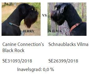 Standard Schnauzer