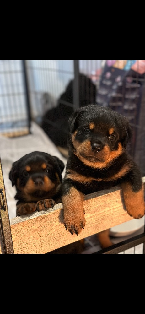 Rottweiler