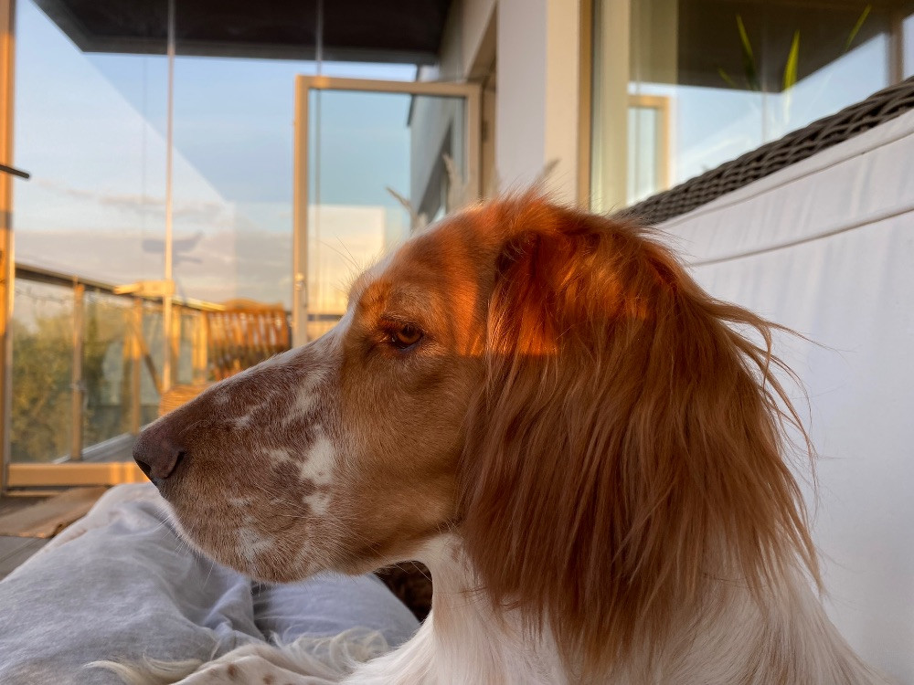 Engelsk setter