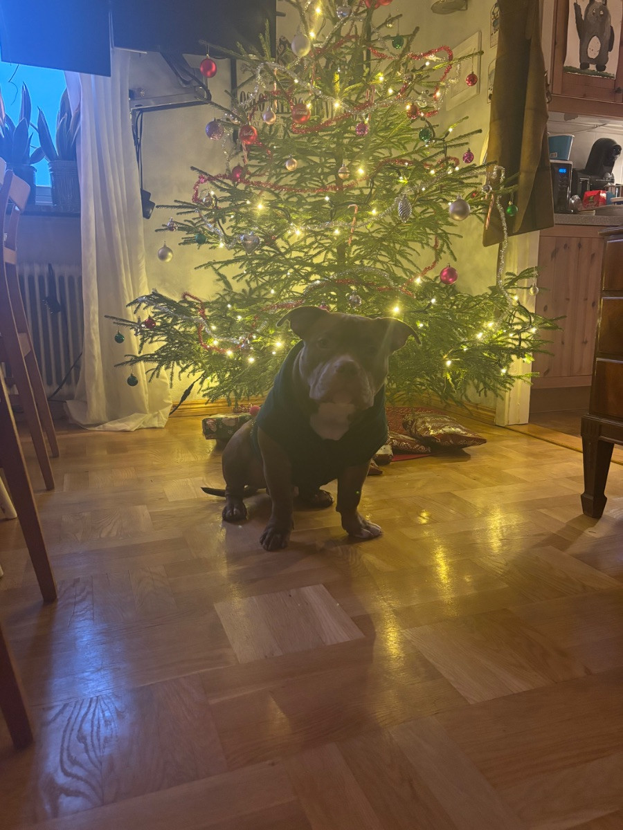 American bully