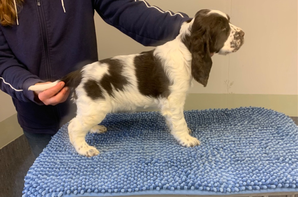 Engelsk springer spaniel